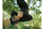 Climbing Monkey