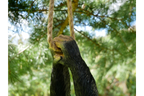 Climbing Monkey