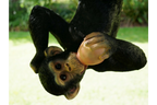 Climbing Monkey