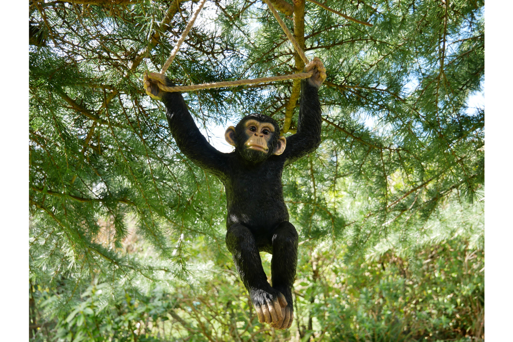 Climbing Monkey