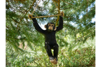 Climbing Monkey