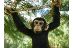 Climbing Monkey