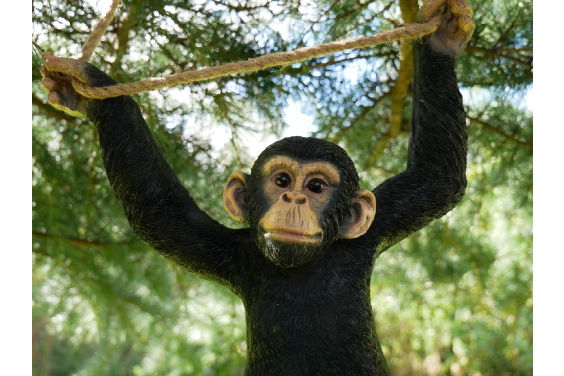Climbing Monkey