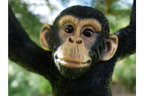 Climbing Monkey