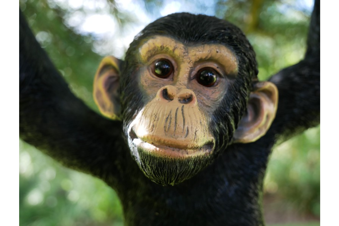 Climbing Monkey