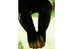 Climbing Monkey