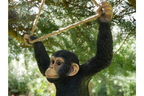 Climbing Monkey