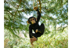 Climbing Monkey