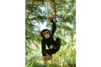 Climbing Monkey