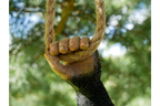 Climbing Monkey