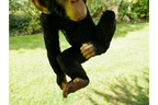 Climbing Monkey