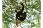 Climbing Monkey