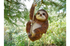 Climbing Sloth