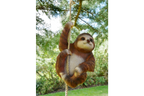 Climbing Sloth