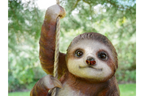 Climbing Sloth