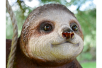 Climbing Sloth