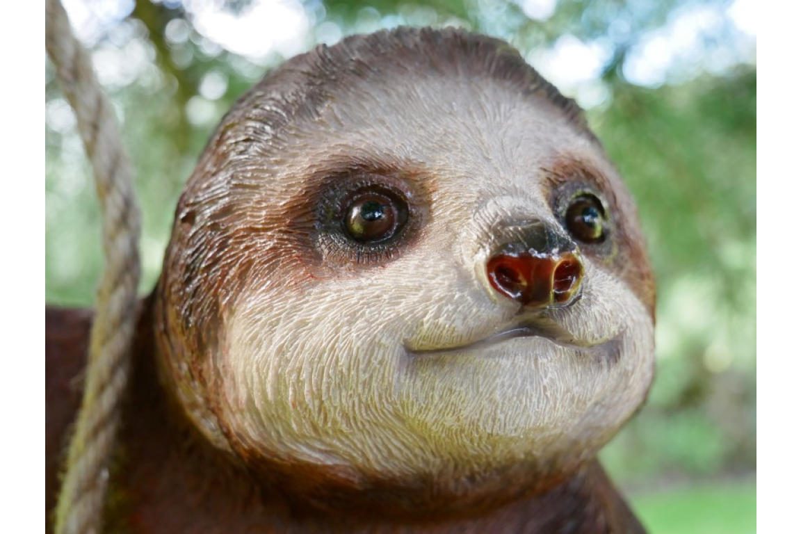 Climbing Sloth