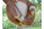 Climbing Sloth