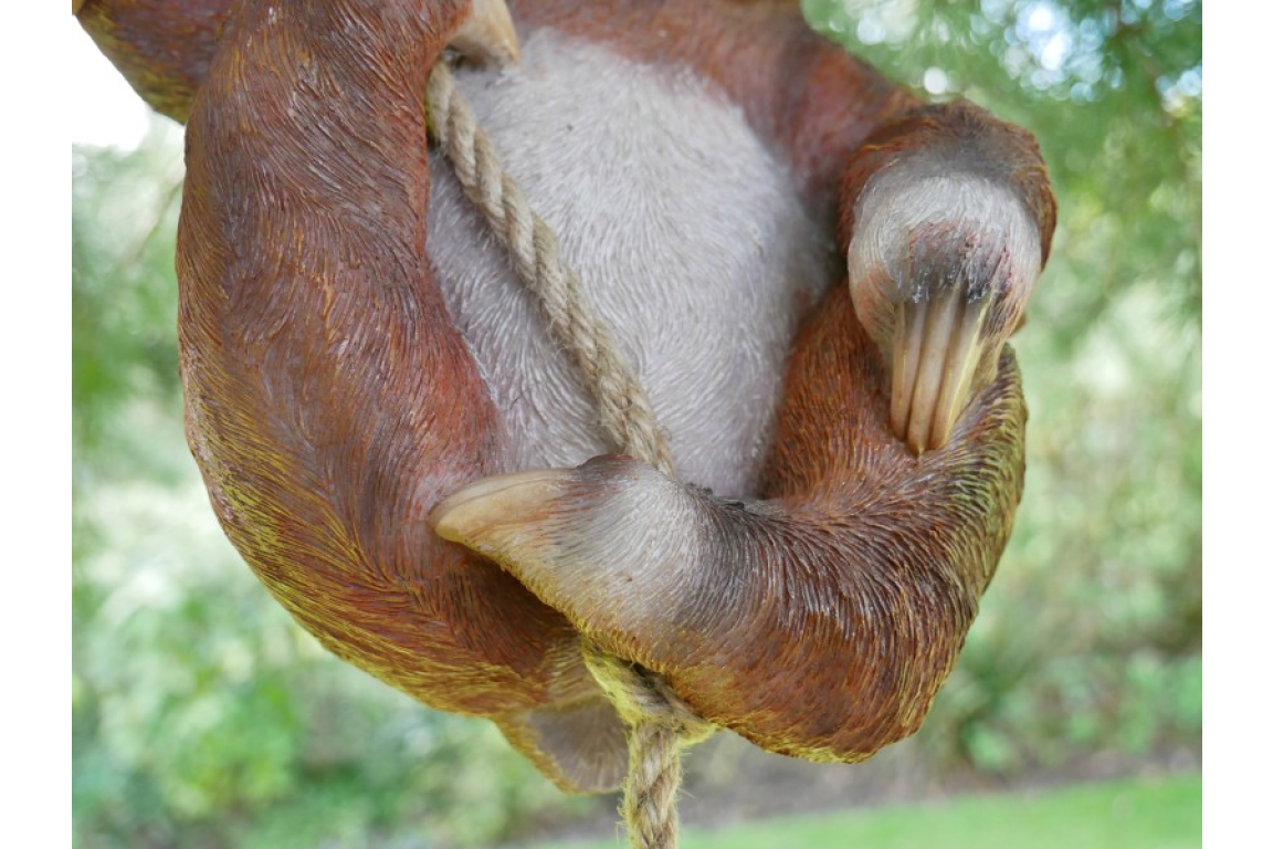 Climbing Sloth