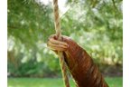 Climbing Sloth