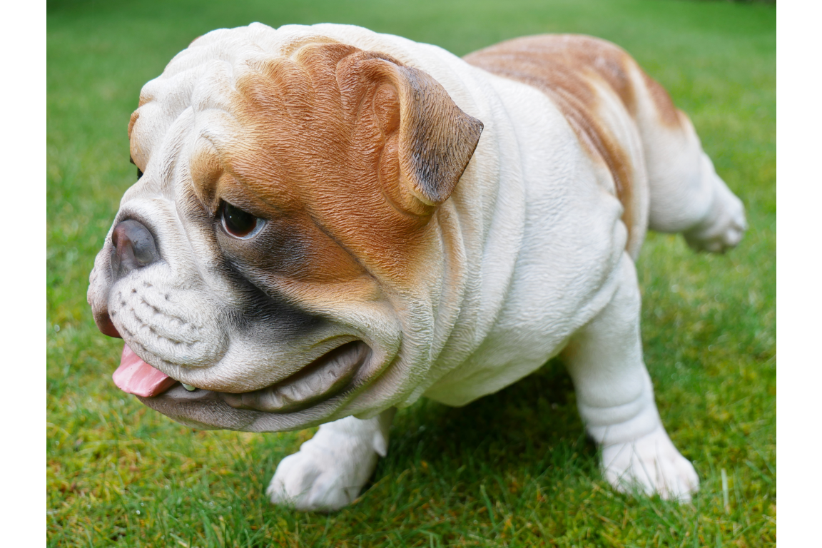 Bulldog