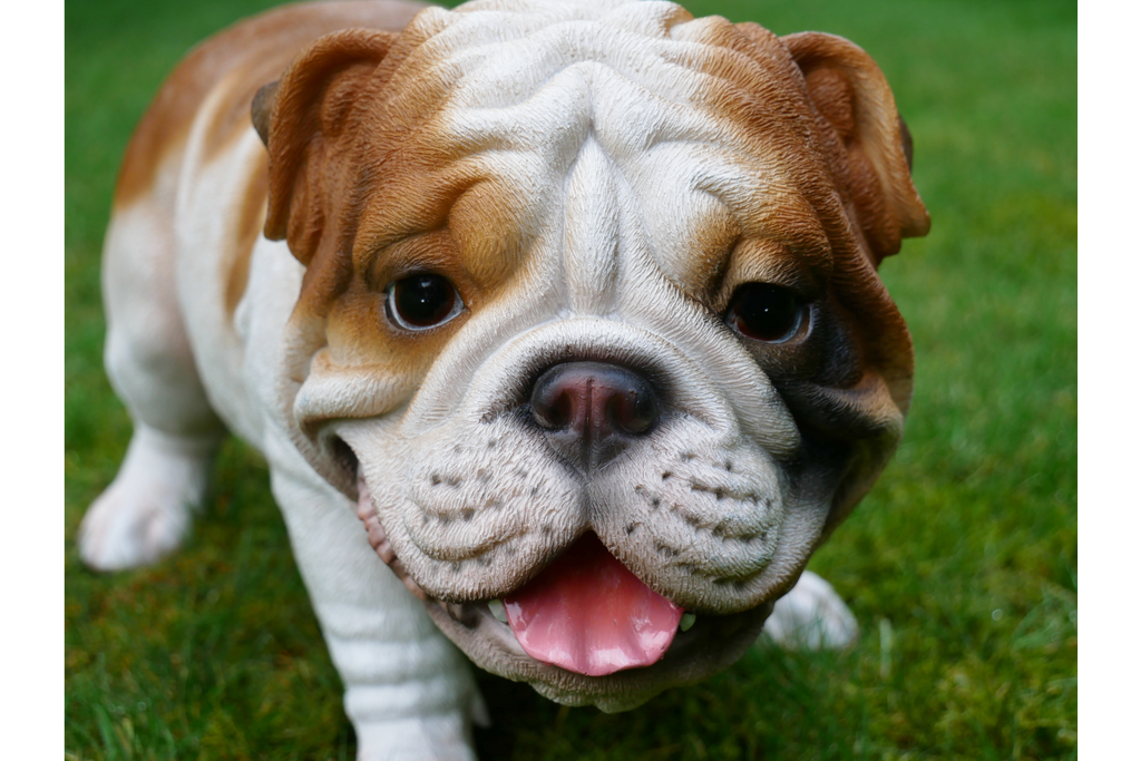 Bulldog
