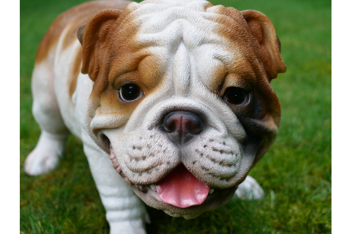Bulldog