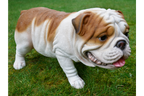 Bulldog