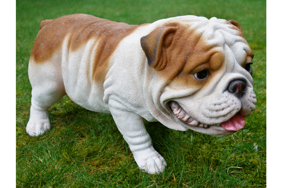 Bulldog