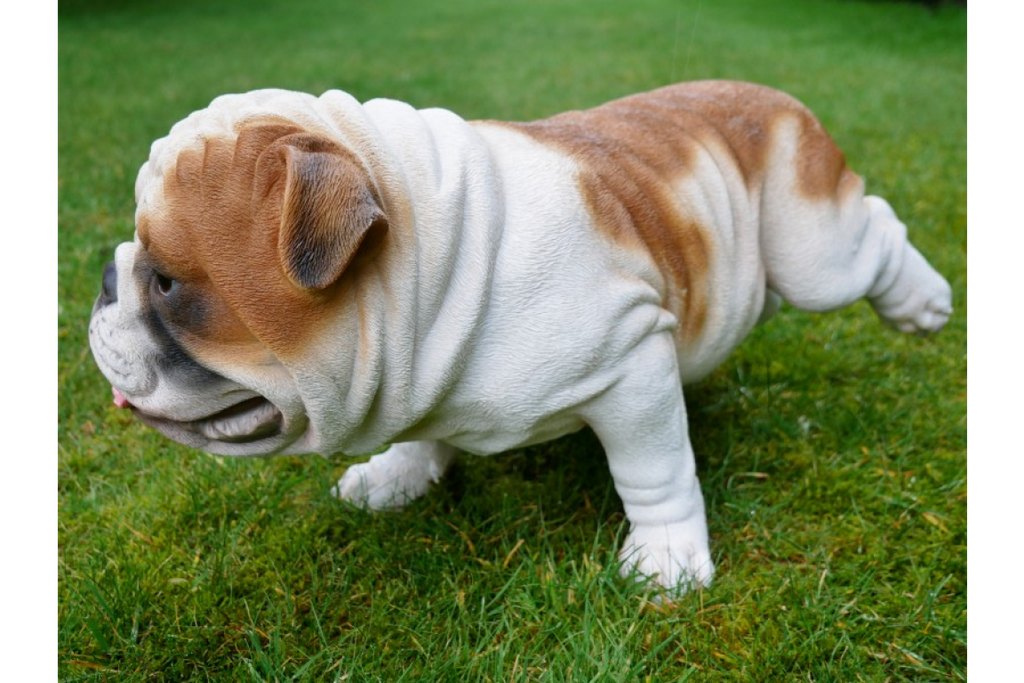 Bulldog