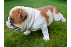 Bulldog