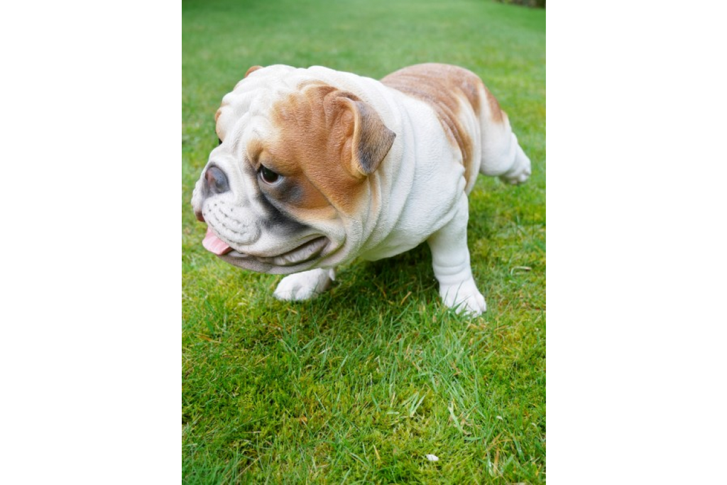 Bulldog