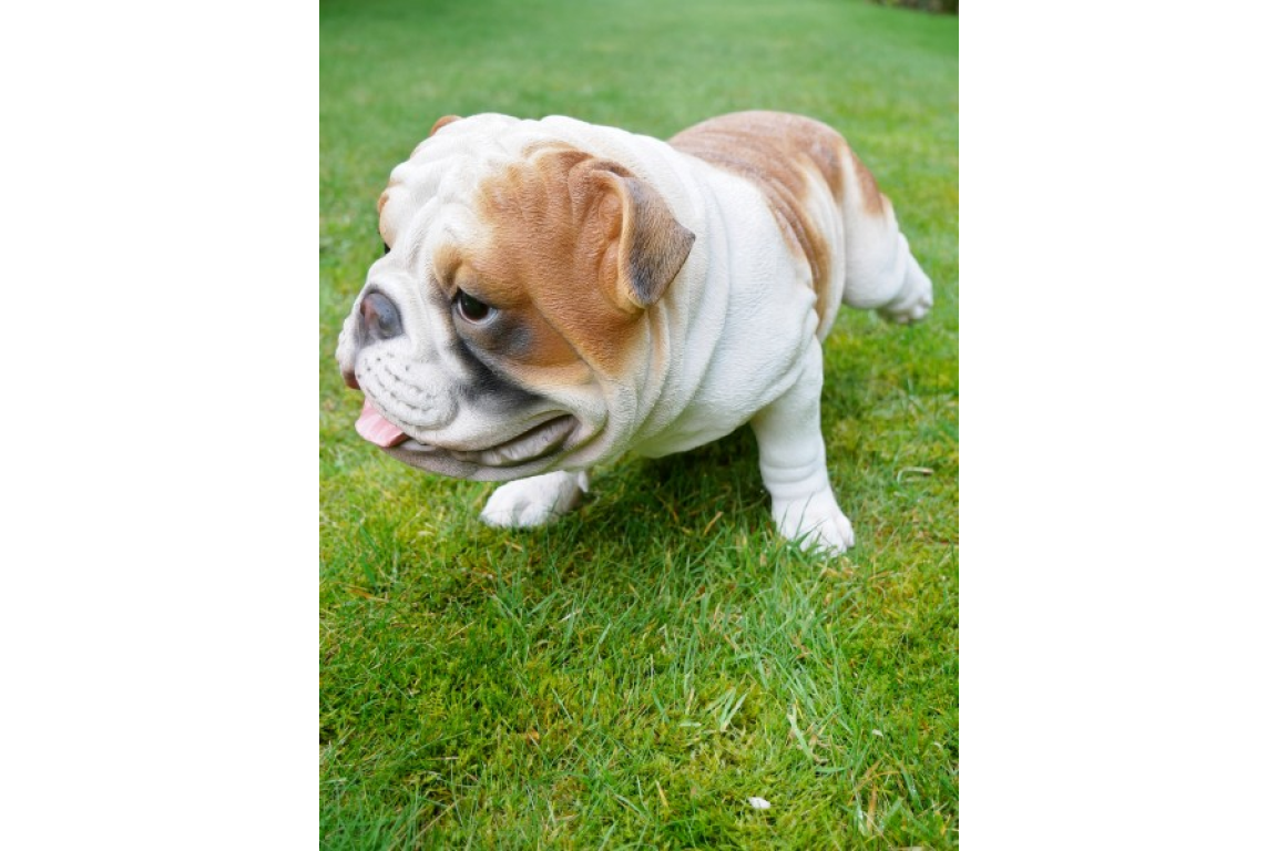 Bulldog