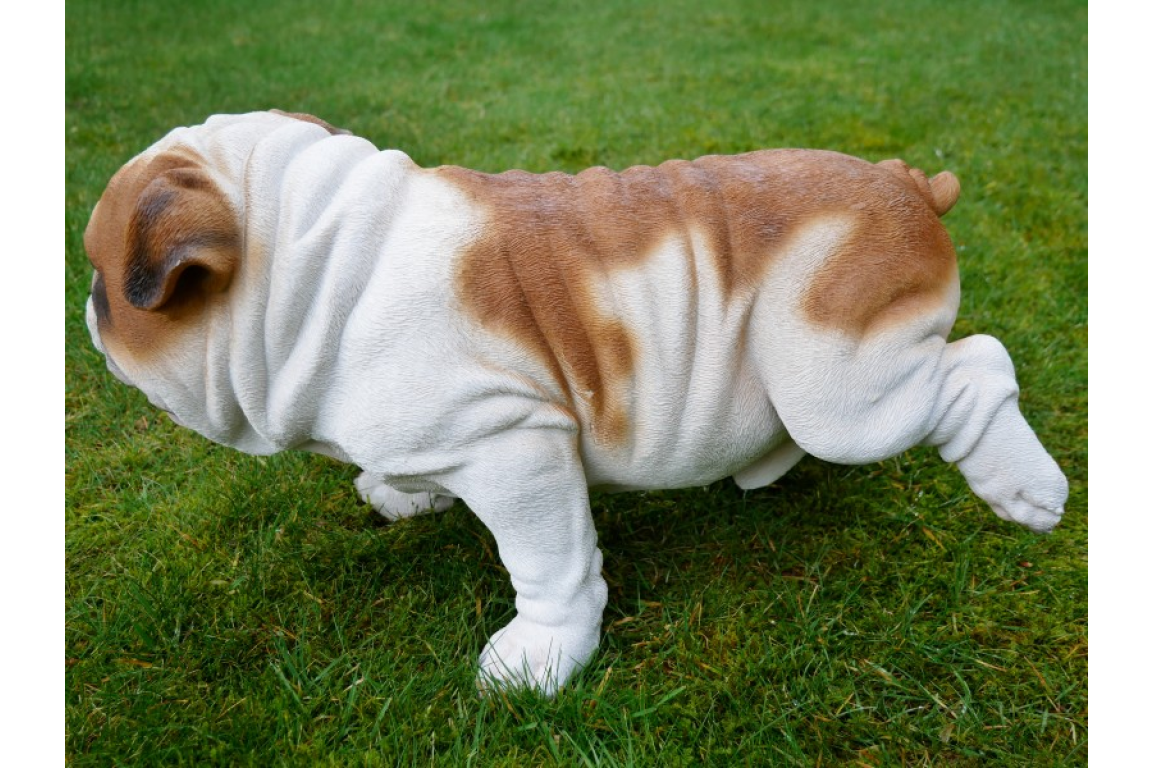 Bulldog