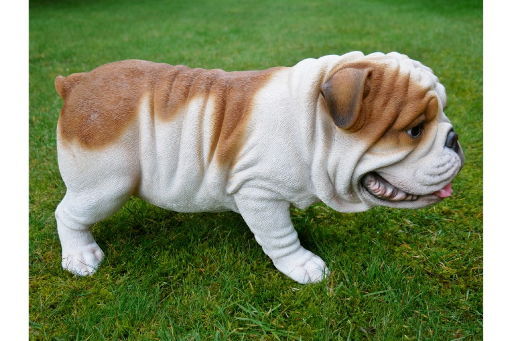Bulldog