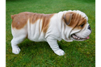 Bulldog