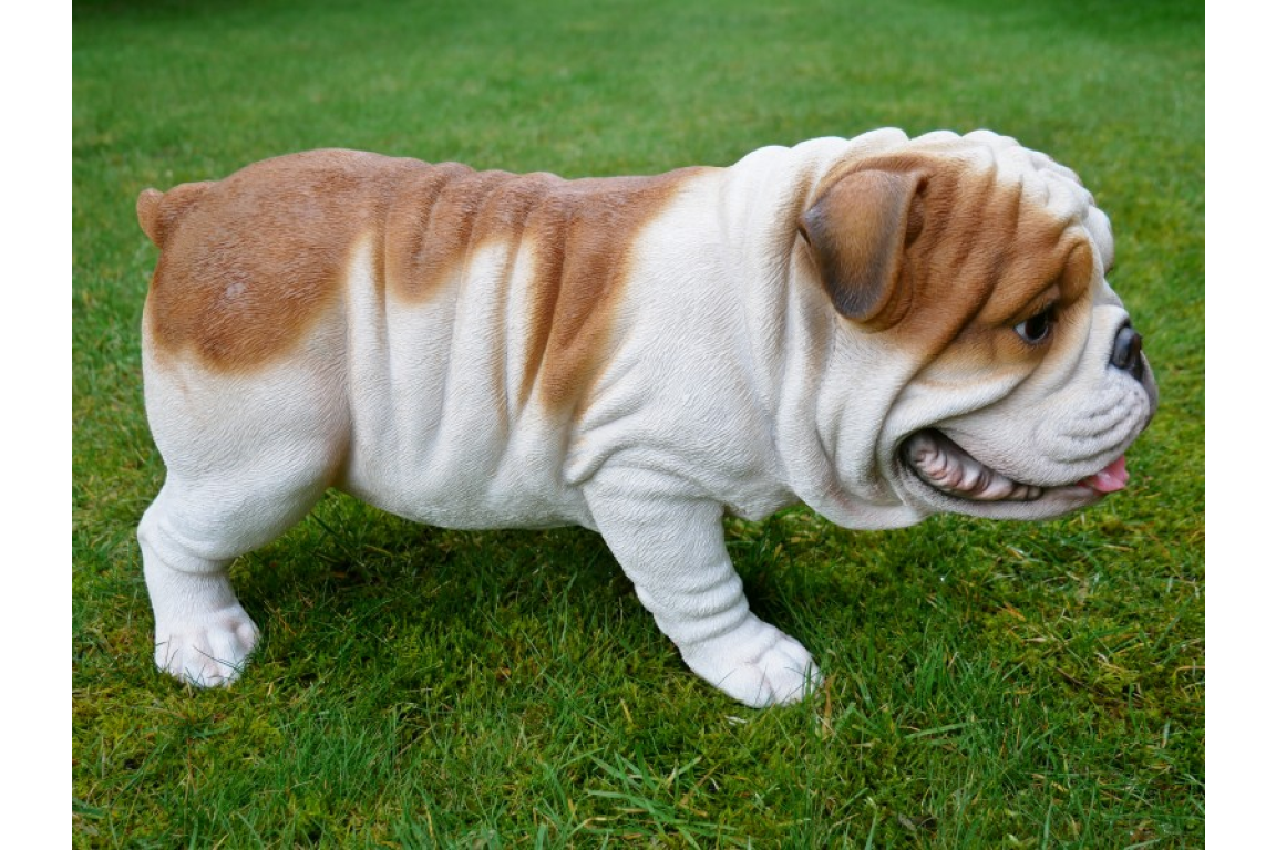 Bulldog