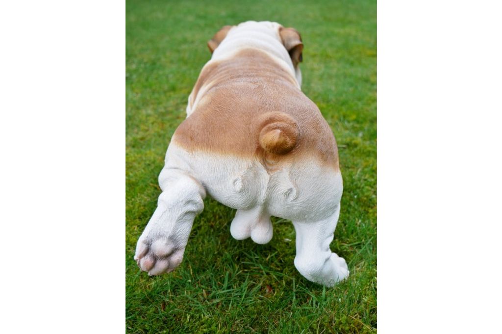 Bulldog