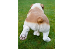 Bulldog