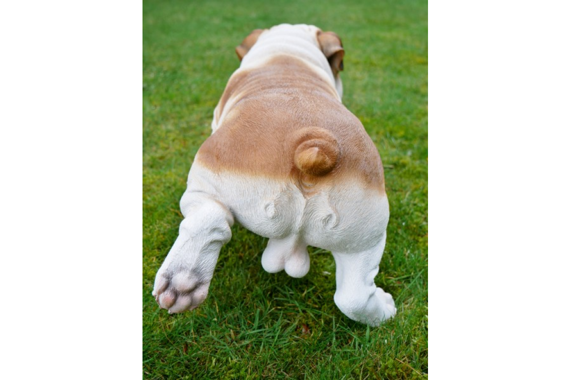 Bulldog