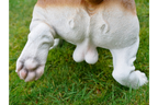 Bulldog