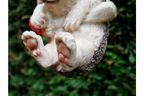Hanging Hedgehog
