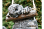 Hanging Tortoise