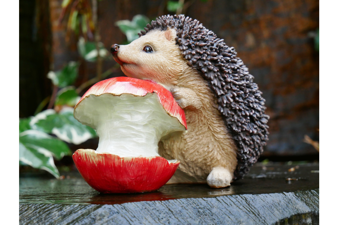 Hedgehog