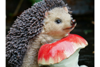 Hedgehog