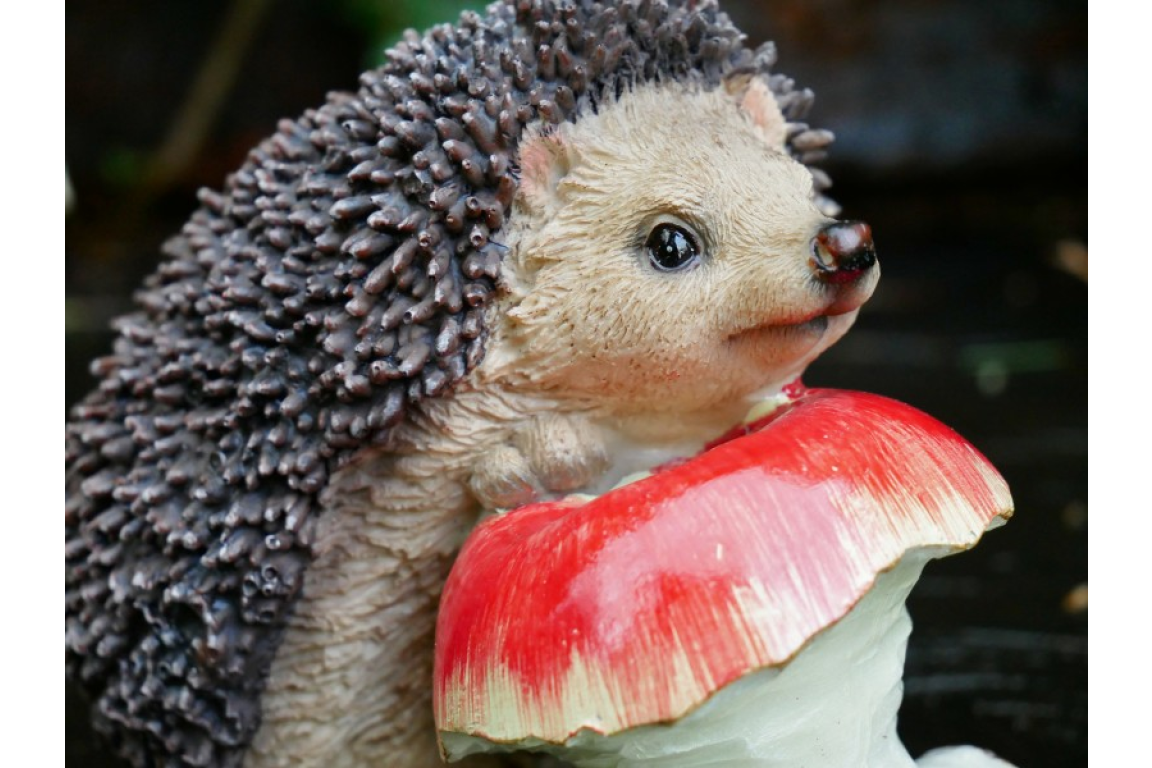 Hedgehog