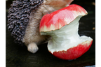 Hedgehog