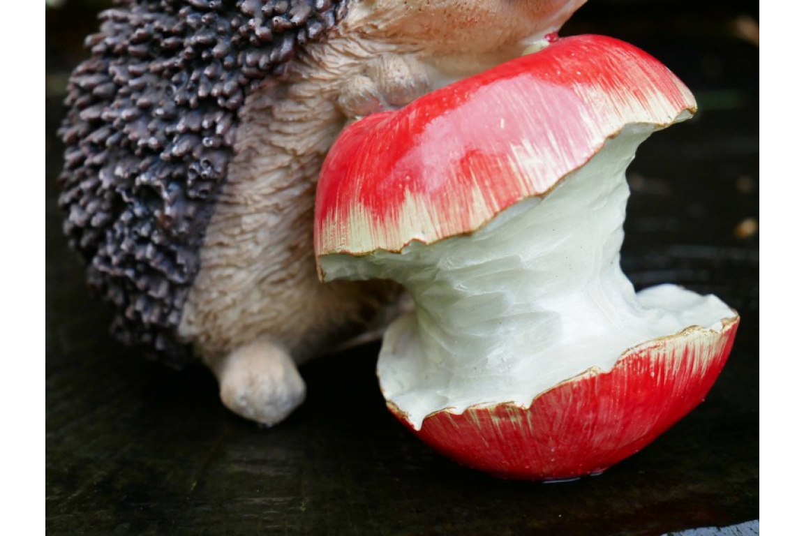 Hedgehog