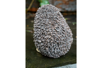 Hedgehog