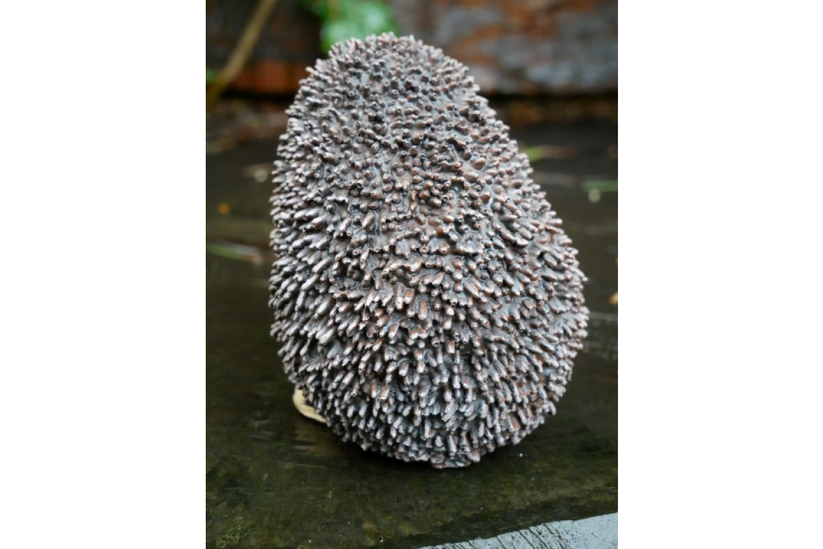 Hedgehog